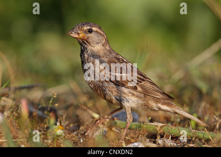 Spanische Sperling (Passer Hispaniolensis), Weibchen auf den Feed, Bulgarien, Kaliakra Stockfoto