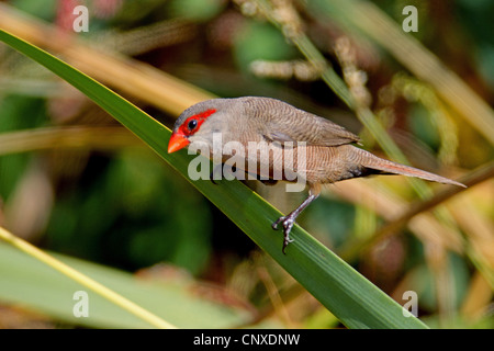 gemeinsamen Wellenastrild (Estrilda Astrild), sitzt auf einem Blatt, Spanien, Extremadura, Sierra Brava Stockfoto