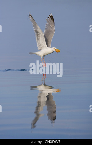 Silbermöwe (Larus Argentatus), ausziehen von Meer mit Brot, ausgelöst durch Touristen, Norwegen Stockfoto