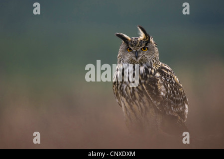 nördlichen Uhu (Bubo Bubo), Porträt, Großbritannien, Schottland, Cairngorm National Park Stockfoto