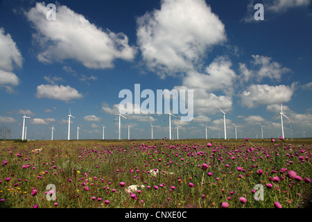 Windkraftanlagen in die blühende Landschaft, Bulgarien, Kap Kaliakra Feld Stockfoto