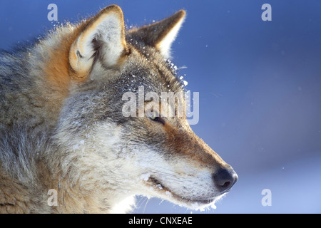 Europäische graue Wolf (Canis Lupus Lupus), seitliche Porträt, Norwegen Stockfoto