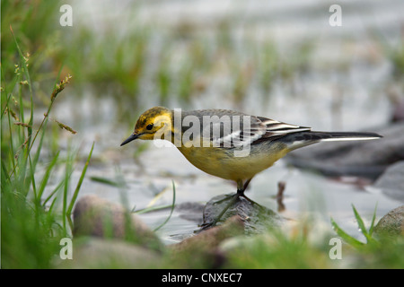 Citrin Bachstelze (Motacilla Citreola), männliche sitzt auf einem Stein auf einem Ufer, Griechenland, Lesbos Stockfoto