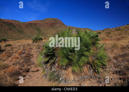 Mediterrane Fächerpalme (Chamaerops humilis), im Naturpark Cabo de Gata, Spanien, Almeria, Cabo de Gata Stockfoto