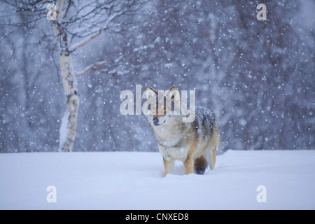 Europäische graue Wolf (Canis Lupus Lupus), stehend auf einem Schneefeld in fallenden Schnee am Rand von einem Birkenwald, Norwegen Stockfoto