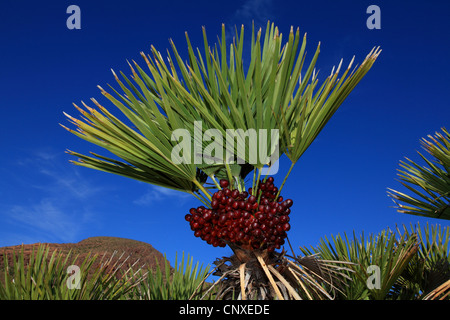 Mediterrane Fächerpalme (Chamaerops humilis), mit Früchten im Naturpark Cabo de Gata, Spanien, Almeria, Cabo de Gata Stockfoto