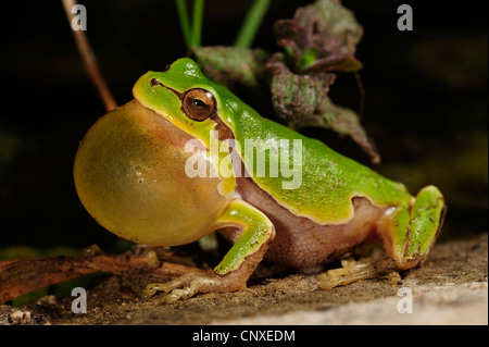 Italienischer Laubfrosch (Hyla Intermedia), mit der Aufforderung, Italien, Tuscany Stockfoto