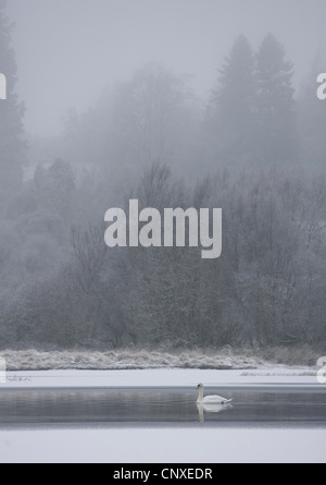 Höckerschwan (Cygnus Olor), im Winter Landschaft, Großbritannien, Schottland, Cairngorms National Park, Loch Insh Stockfoto