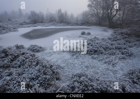 gefrorene Feuchtgebiet Pool im Winter Abernethy RSPB Reserve, Cairngorms National Park, Schottland, Vereinigtes Königreich Stockfoto