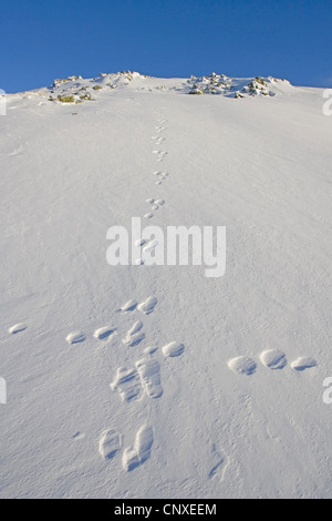 blauer Hase, Schneehase, weißen Hasen, eurasische arktische Hasen (Lepus Timidus), Fußspuren im Schnee, Großbritannien, Schottland Stockfoto