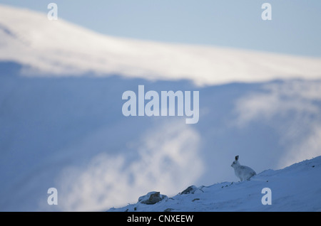 blauer Hase, Schneehase, weißen Hasen, eurasische arktische Hasen (Lepus Timidus), sitzen im Schnee, Großbritannien, Schottland, Cairngorm National Park Stockfoto