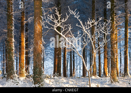 Morgensonne beleuchtet eine schneebedeckte Kiefer Wald, Morchard Bischof, Devon, England. Winter (Dezember) 2010. Stockfoto