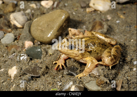 bemalte Frosch (Discoglossus Pictus), auf dem Boden, Italien, Sizilien Stockfoto