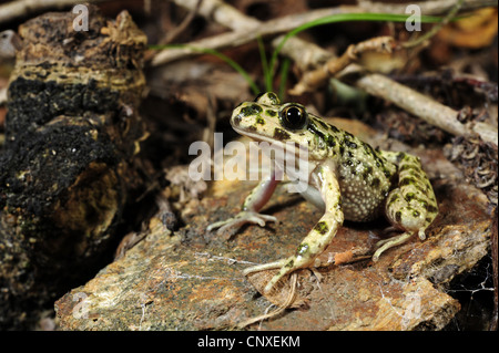 Petersilie-Frosch, Grasfrosch Petersilie, Schlamm-Taucher, entdeckt Schlamm Frosch (Pelodytes Punctatus), sitzt auf einem Stein, Italien Stockfoto