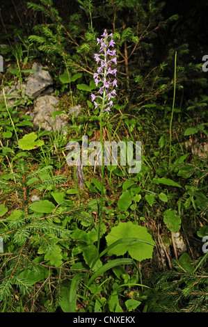 duftende Orchidee (Gymnadenia Conopsea), blühen, Italien, Suedalpen, Suedlich des Lago di Caldonazzo Stockfoto