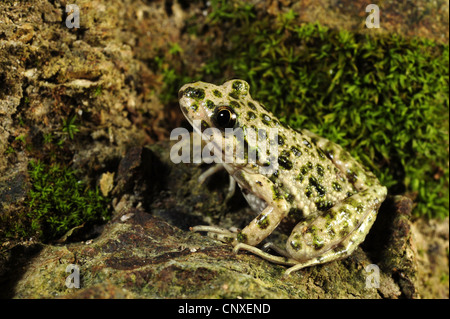 Petersilie-Frosch, Grasfrosch Petersilie, Schlamm-Taucher, entdeckt Schlamm Frosch (Pelodytes Punctatus), sitzen zwischen Steinen, Italien, Imperia Stockfoto