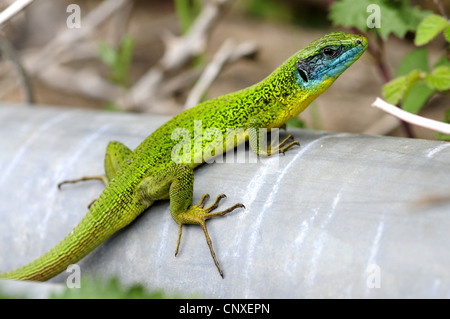 Western grüne Eidechse (Lacerta Bilineata, Lacerta Bilineata Chloronota), sitzen, Italien, Calabria Stockfoto