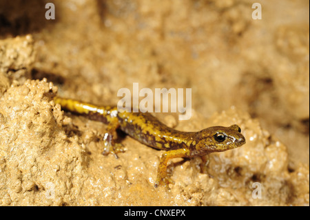 Italienische Höhle Salamander (Speleomantes Italicus, Hydromantes Italicus), Juvenile, Italien, La Spezia, Ligurien Stockfoto