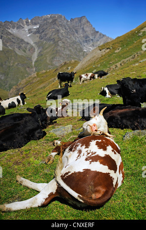 Hausrind (Bos Primigenius F. Taurus), Kühe in Val d Aosta, Italien Stockfoto