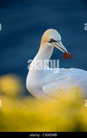 Basstölpel (Sula Bassana, Morus Bassanus), Erwachsene mit Klappe für das Nest im Schnabel, Deutschland, Schleswig-Holstein, Helgoland Stockfoto