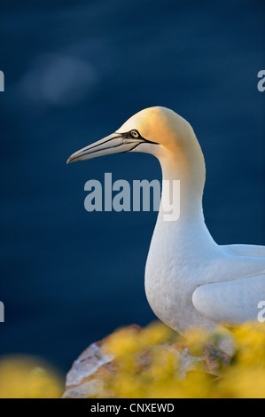 Basstölpel (Sula Bassana, Morus Bassanus), Erwachsene auf die Vögel Felsen im Morgenlicht, Deutschland, Schleswig-Holstein, Helgoland Stockfoto