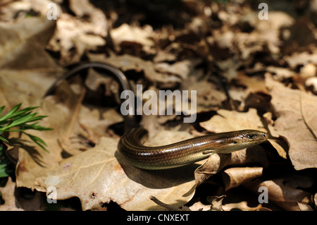 dreizehigen Skink verlässt algerischen zylindrische Skink (Chalcides Chalcides), mit trockenen, Italien, Sizilien Stockfoto