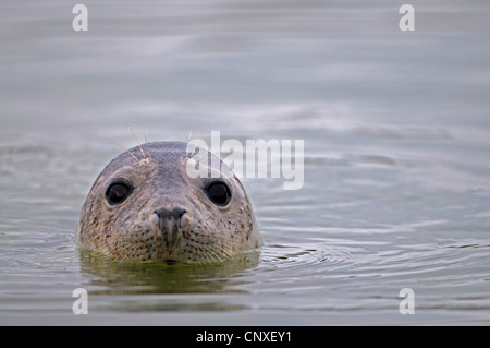 Harbor Seal, Seehunde (Phoca Vitulina), Erwachsenen schwimmen, Deutschland, Schleswig-Holstein, Helgoland Stockfoto