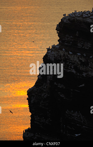 Lange Anna, Lange Anna, bei Sonnenuntergang, Deutschland, Schleswig-Holstein, Helgoland Stockfoto