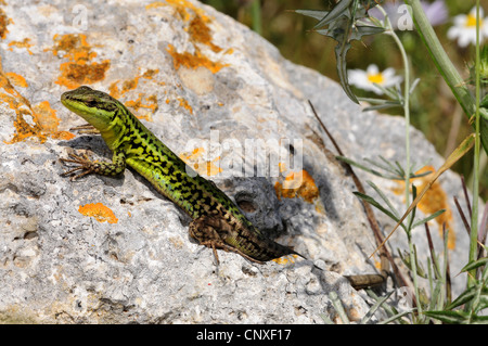 Sizilianische Mauereidechse (Podarcis Wagleriana, Podarcis Waglerianus), sitzt auf einem Felsen, Italien, Sizilien Stockfoto