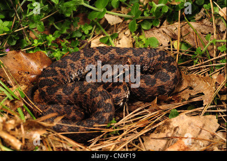 ASP Viper, Aspik Viper (Vipera Aspis, Vipera Aspis Hugyi), Männlich, Italien, Calabria Stockfoto