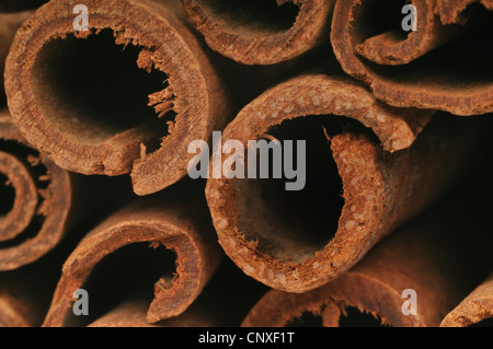 Zimt (Cinnamomum spec.), Zimt-Sticks, detail Stockfoto