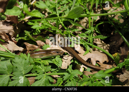 drei-toed Skink, algerische zylindrische Skink (Chalcides Chalcides), auf dem Boden, Italien, Sizilien Stockfoto