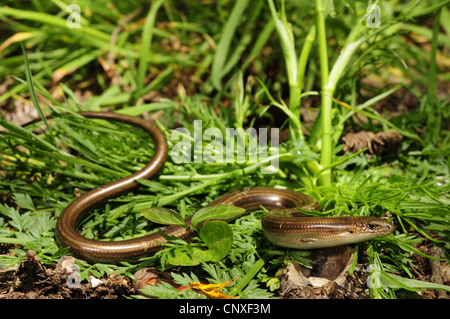 drei-toed Skink, algerische zylindrische Skink (Chalcides Chalcides), auf dem Boden, Italien, Sizilien Stockfoto
