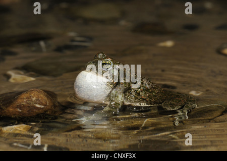 grüne Kröte oder bunte Kröte (Bufo Viridis, Bufo vgl. Siculus, Bufo vgl. Balearicus), quaken, Italien, Sizilien Stockfoto