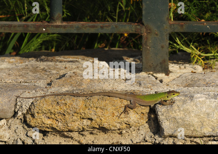 Italienische Mauereidechse, Ruine Eidechse, Europäische Mauereidechse (Podarcis Sicula, Lacerta Sicula), liegend auf einer Wand, Italien, Sizilien Stockfoto