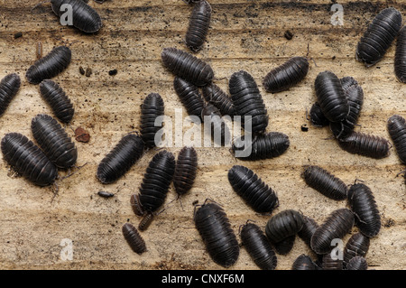 Asseln (Isopoda), auf Baumstamm, Italien, Kalabrien Stockfoto