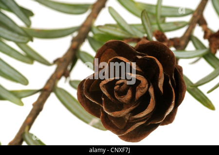 Hemlock Fichte, östliche Hemlocktanne (Tsuga Canadensis), Zweig mit Konus Stockfoto