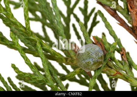 Chinesischer Wacholder (Juniperus Chinensis), Zweig mit Konus Stockfoto