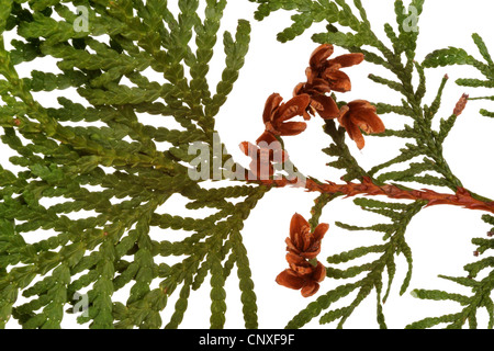 Chinesische Arbor Vitae (Thuja Orientalis, Platycladus Orientalis), Zweig mit Zapfen Stockfoto