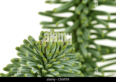 Edle Tanne, rote Tanne, Weißtanne (Abies Procera, Abies Nobilis), Zweig mit Knospen Stockfoto