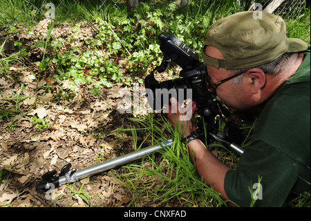 drei-toed Skink, algerische zylindrische Skink (Chalcides Chalcides), Fotograf fotografiert einen drei-toed Skink, Italien, Italien, Sizilien Stockfoto