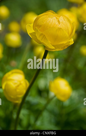 Globeflower (Trollblume Europaeus), Blumen, Deutschland Stockfoto