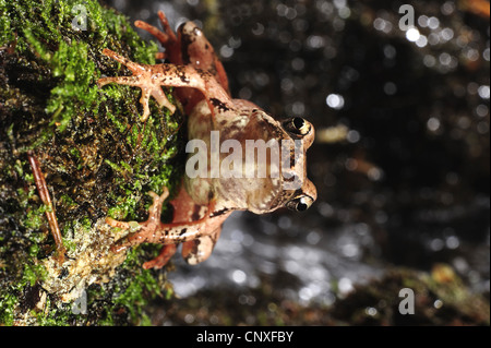 Italienische Stream Frosch (Rana Italica), sitzt vor dem kleinen Wasserfall, Italien, Calabria Stockfoto