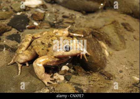 bemalte Frosch (Discoglossus Pictus), am Meer, Italien, Sizilien Stockfoto