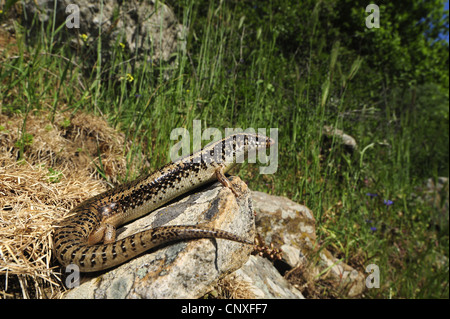 ocellated Skink (Chalcides Ocellatus, Chalcides Ocellatus Tiligugu), liegen auf einem Felsen, Italien, Sizilien Stockfoto