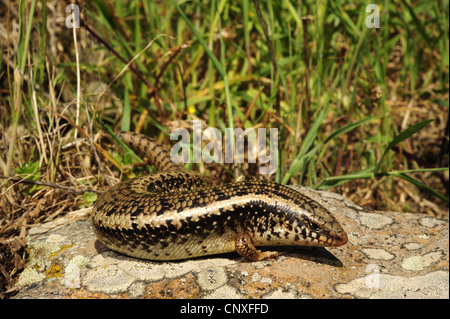 ocellated Skink (Chalcides Ocellatus, Chalcides Ocellatus Tiligugu), liegen auf einem Felsen, Italien, Sizilien Stockfoto