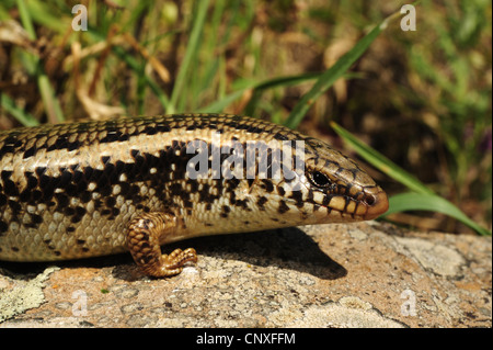 ocellated Skink (Chalcides Ocellatus, Chalcides Ocellatus Tiligugu), Porträt, Italien, Sizilien Stockfoto