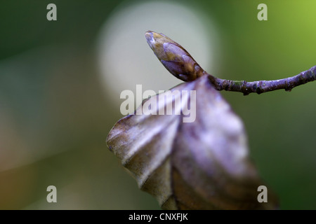 Rotbuche (Fagus Sylvatica), Winter Knospe, Deutschland, Sachsen, Vogtland Stockfoto