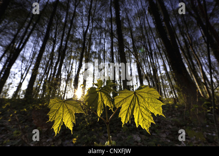 Spitz-Ahorn (Acer Platanoides), Sämling auf den Wald Boden bei Gegenlicht, Deutschland, Sachsen, Vogtland Stockfoto