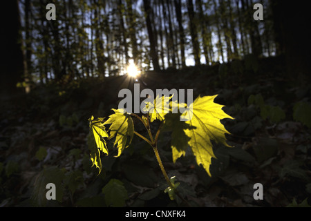 Spitz-Ahorn (Acer Platanoides), Sämling auf den Wald Boden bei Gegenlicht, Deutschland, Sachsen, Vogtland Stockfoto